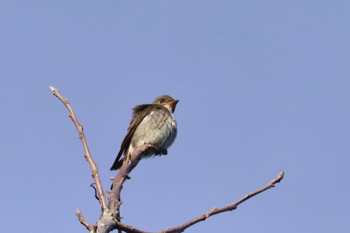 ナキヒタキモドキ - ML646552371