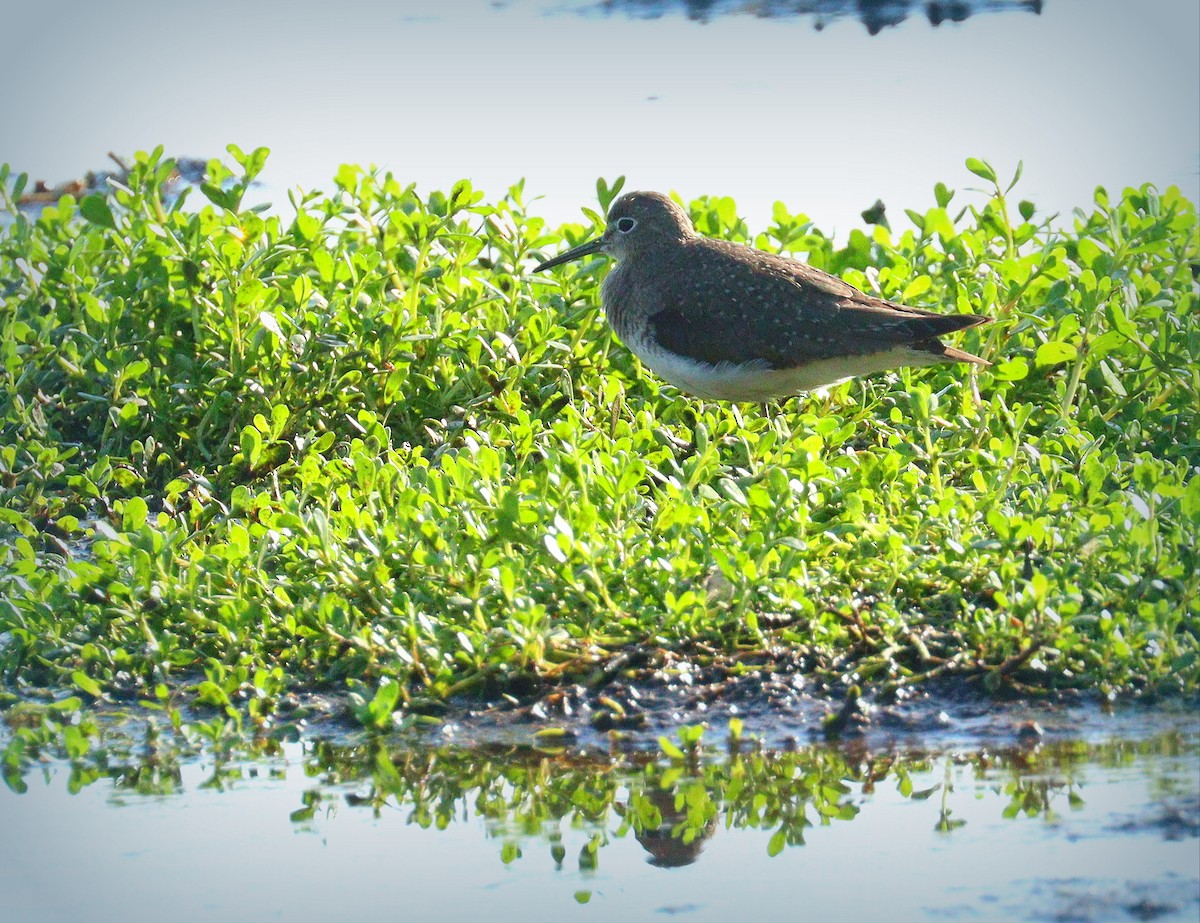 Solitary Sandpiper - ML646552372