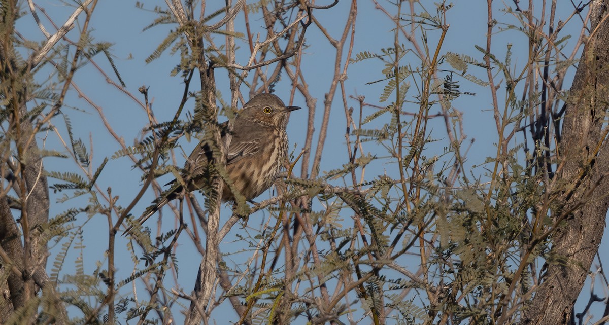 Полынный пересмешник - ML646552373