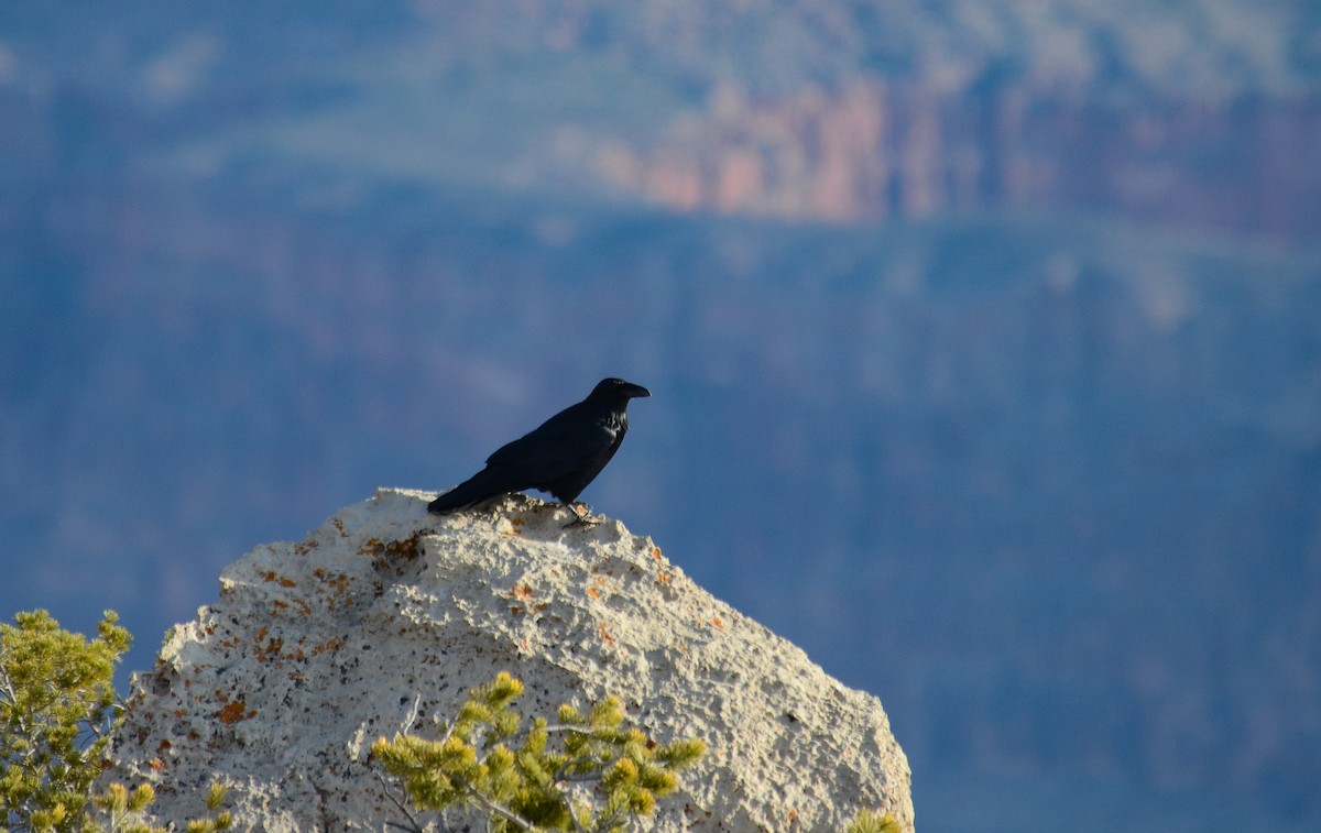 עורב שחור - ML646552375