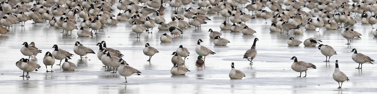 Cackling Goose (Richardson's) - ML646552376