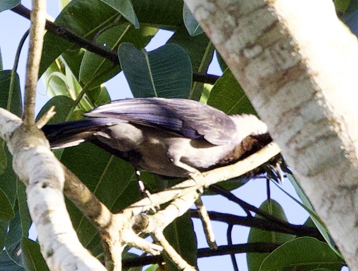 Chara Violácea - ML646552382