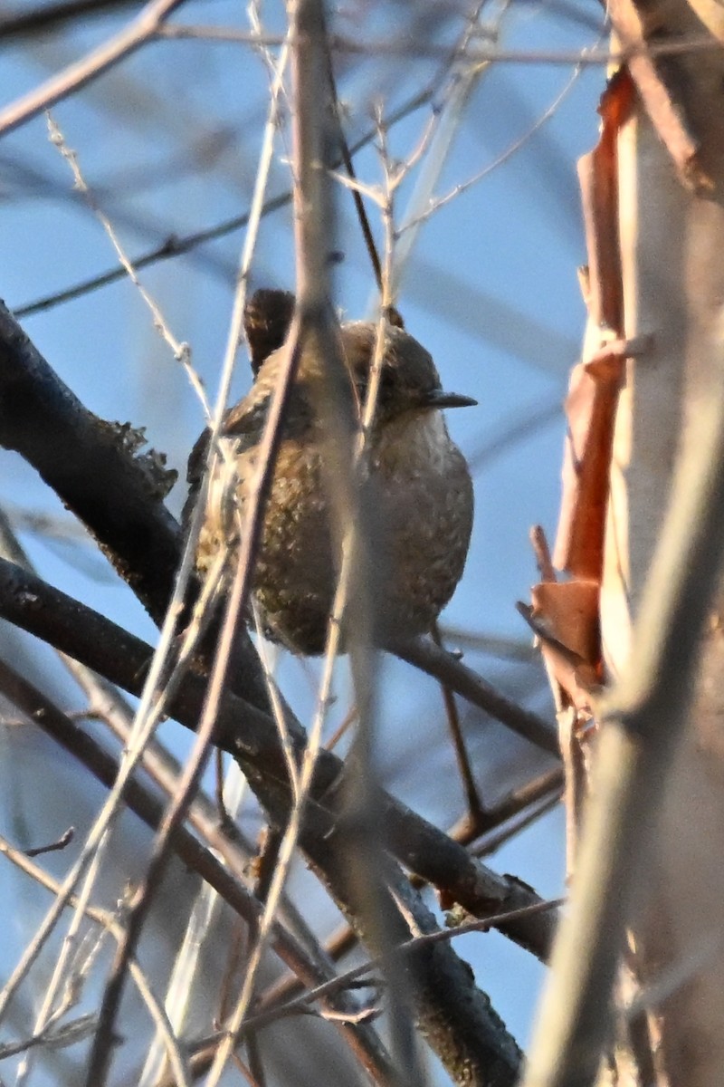 Winter Wren - ML646552384