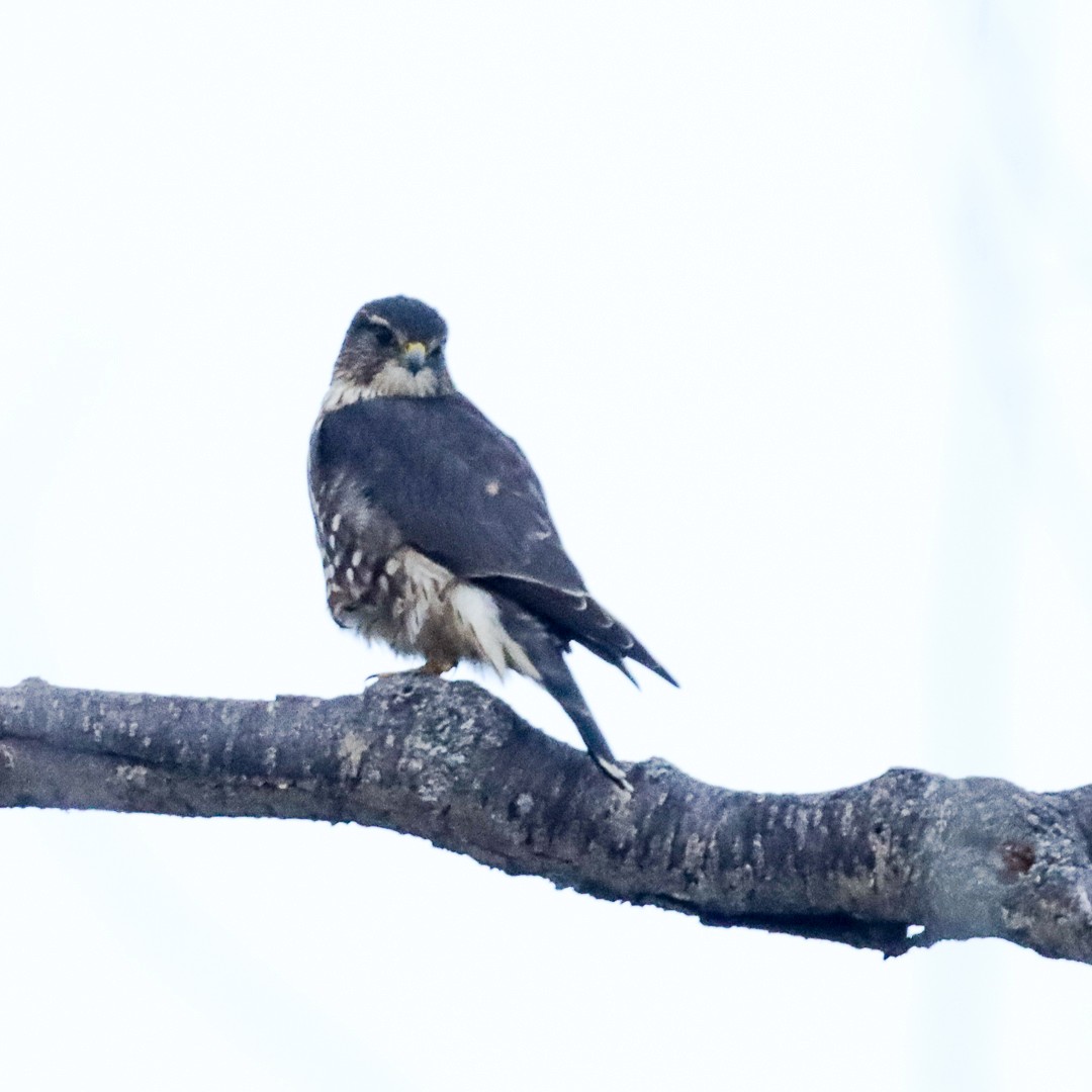 Merlin - ML646552385