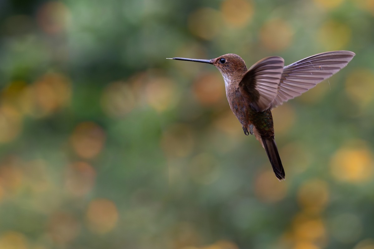 ブロンズインカハチドリ - ML646552386