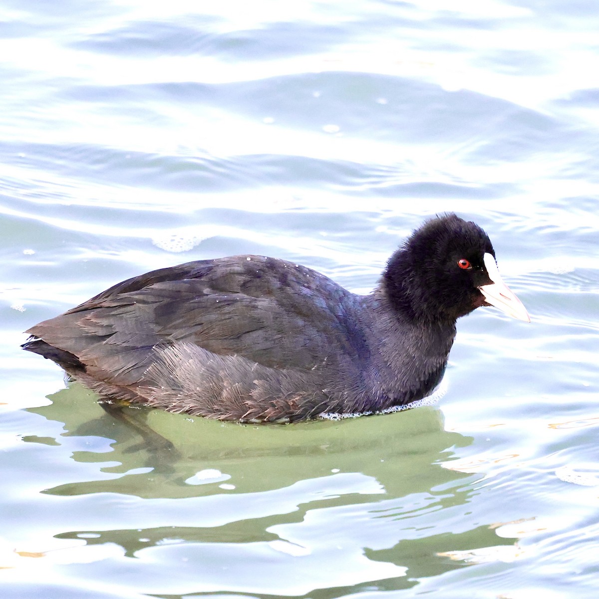Eurasian Coot - ML646552387