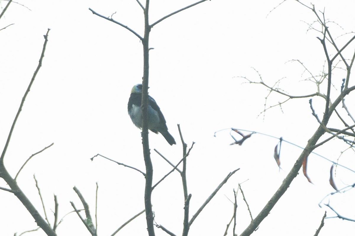 Золотистоголовая танагра - ML646552388