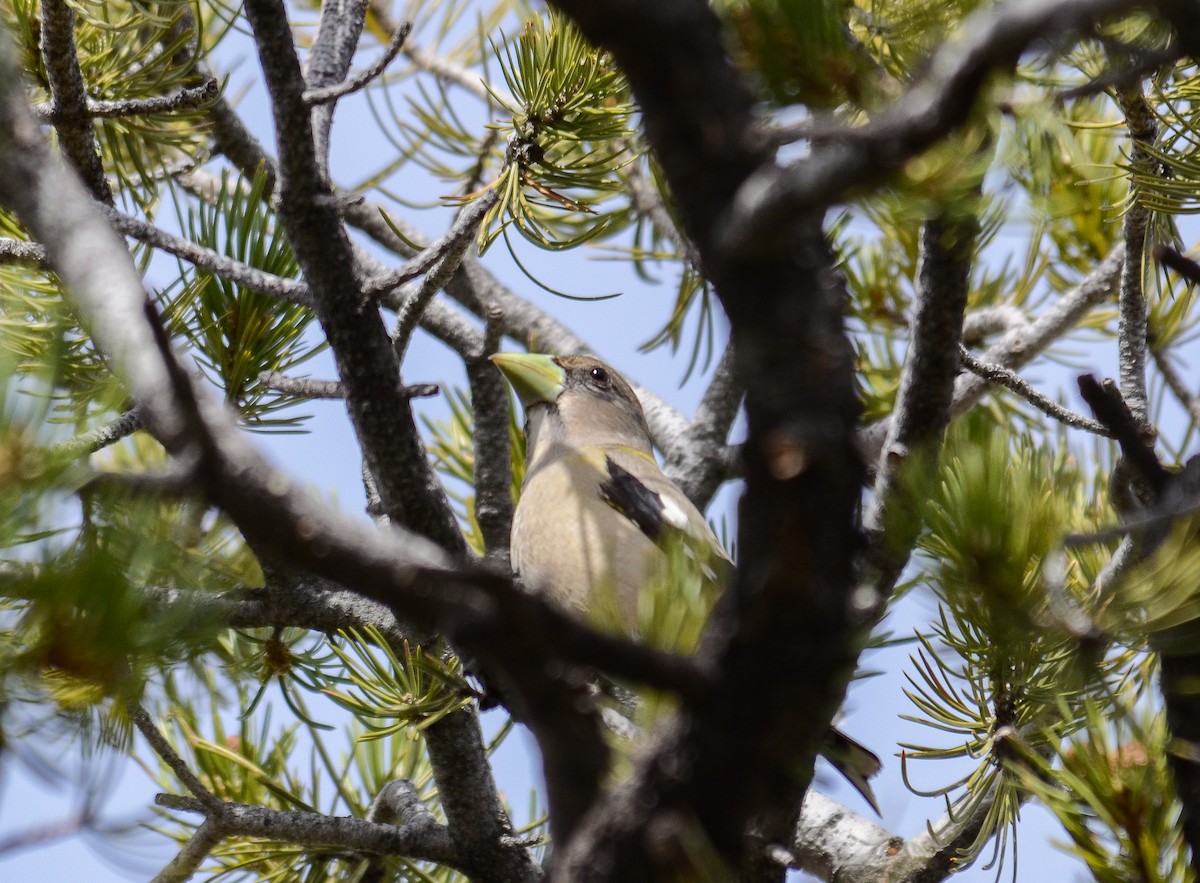 Evening Grosbeak - ML646552390