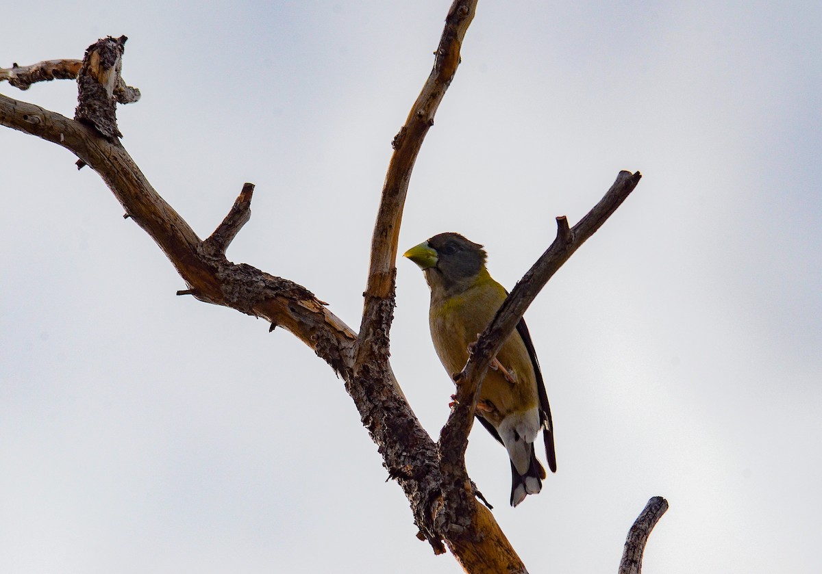 Evening Grosbeak - ML646552391