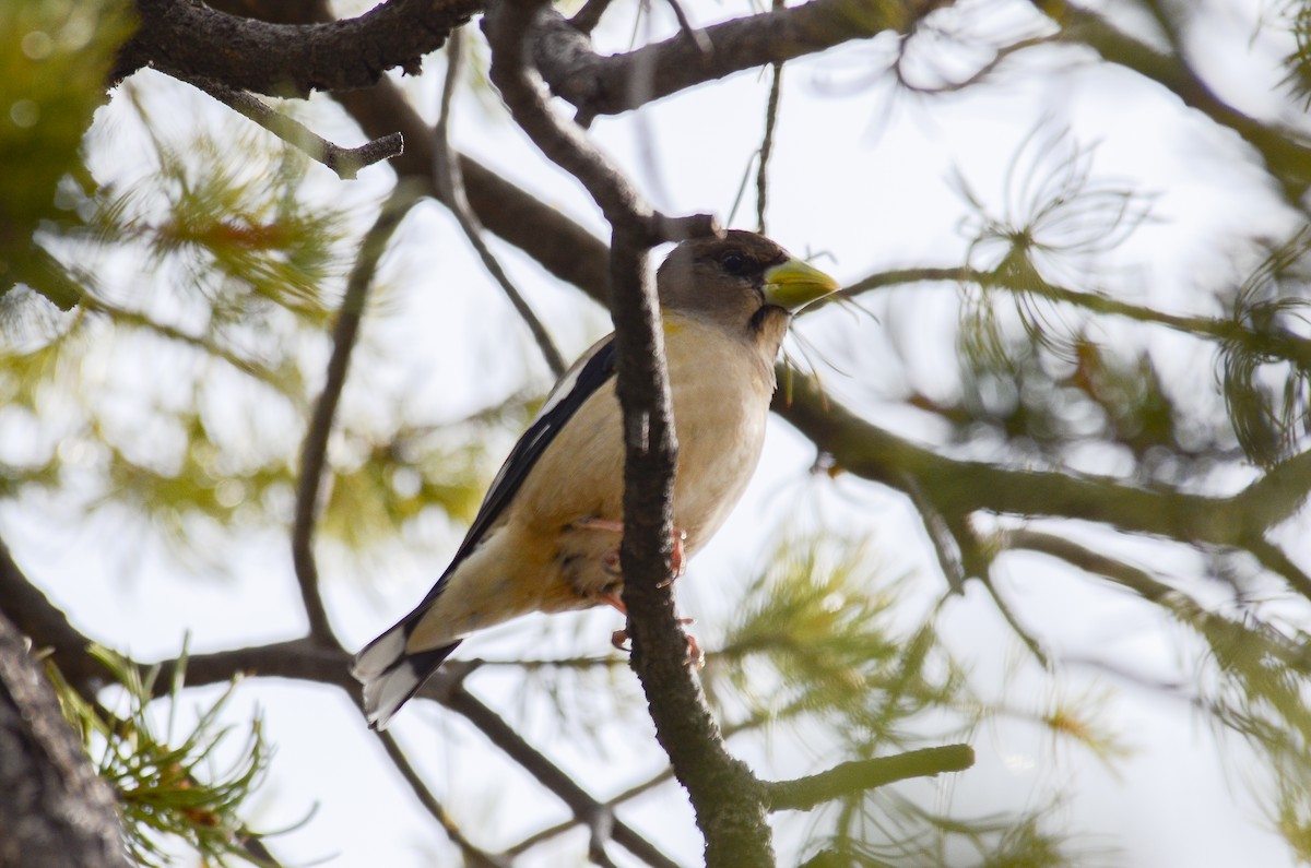Evening Grosbeak - ML646552392
