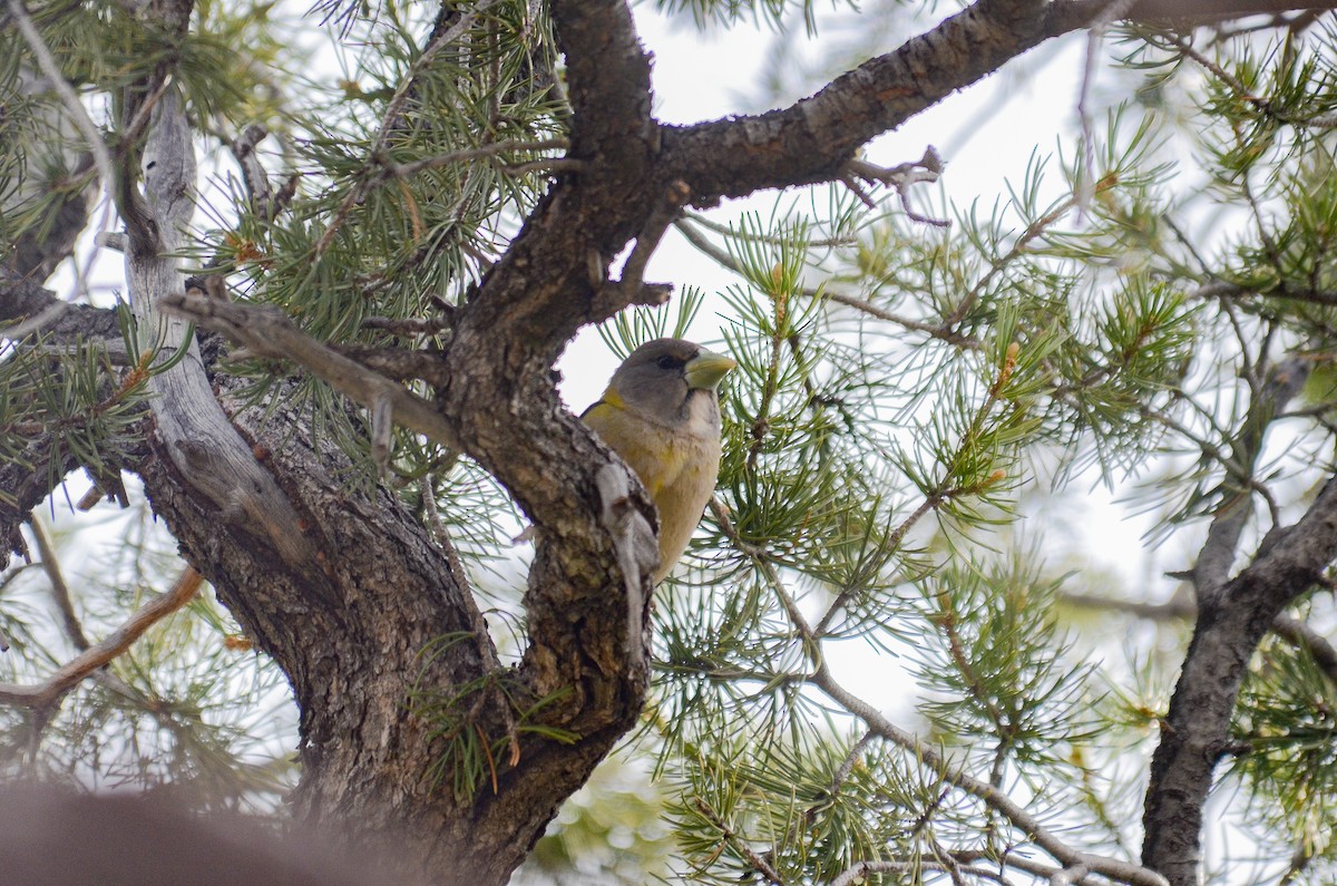 Evening Grosbeak - ML646552393
