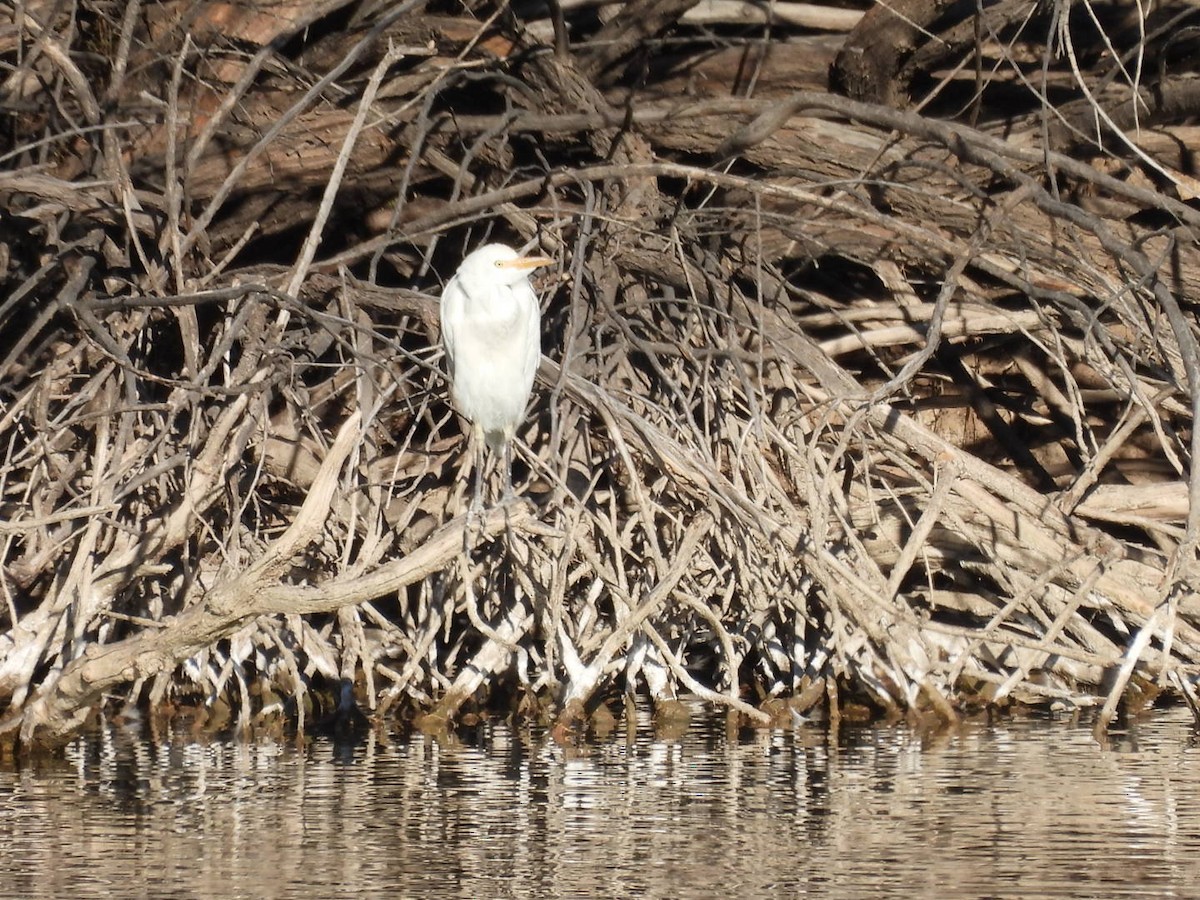 Western Cattle-Egret - ML646552394