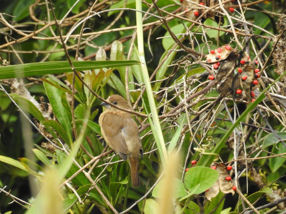 Scaly-breasted Munia - ML646552400