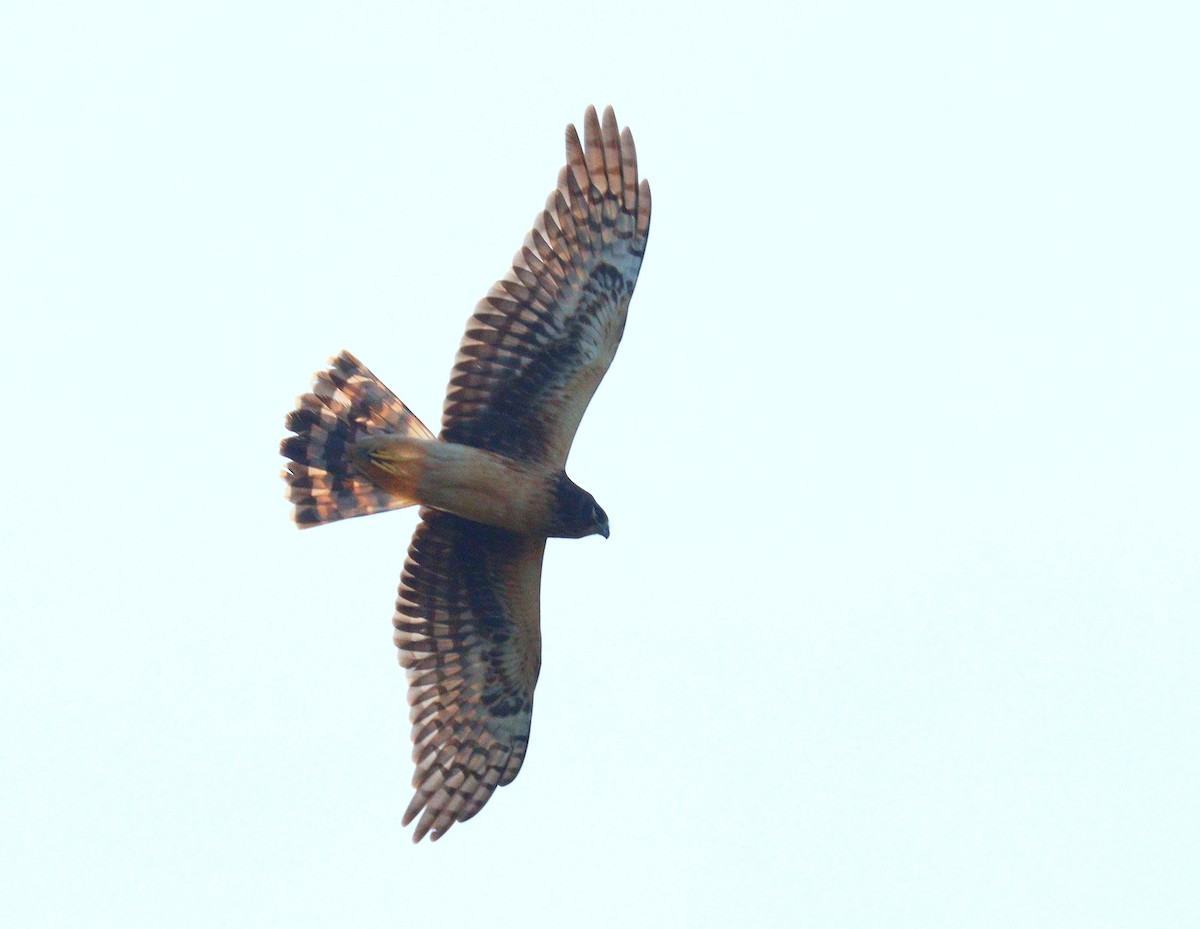 Northern Harrier - ML646552401