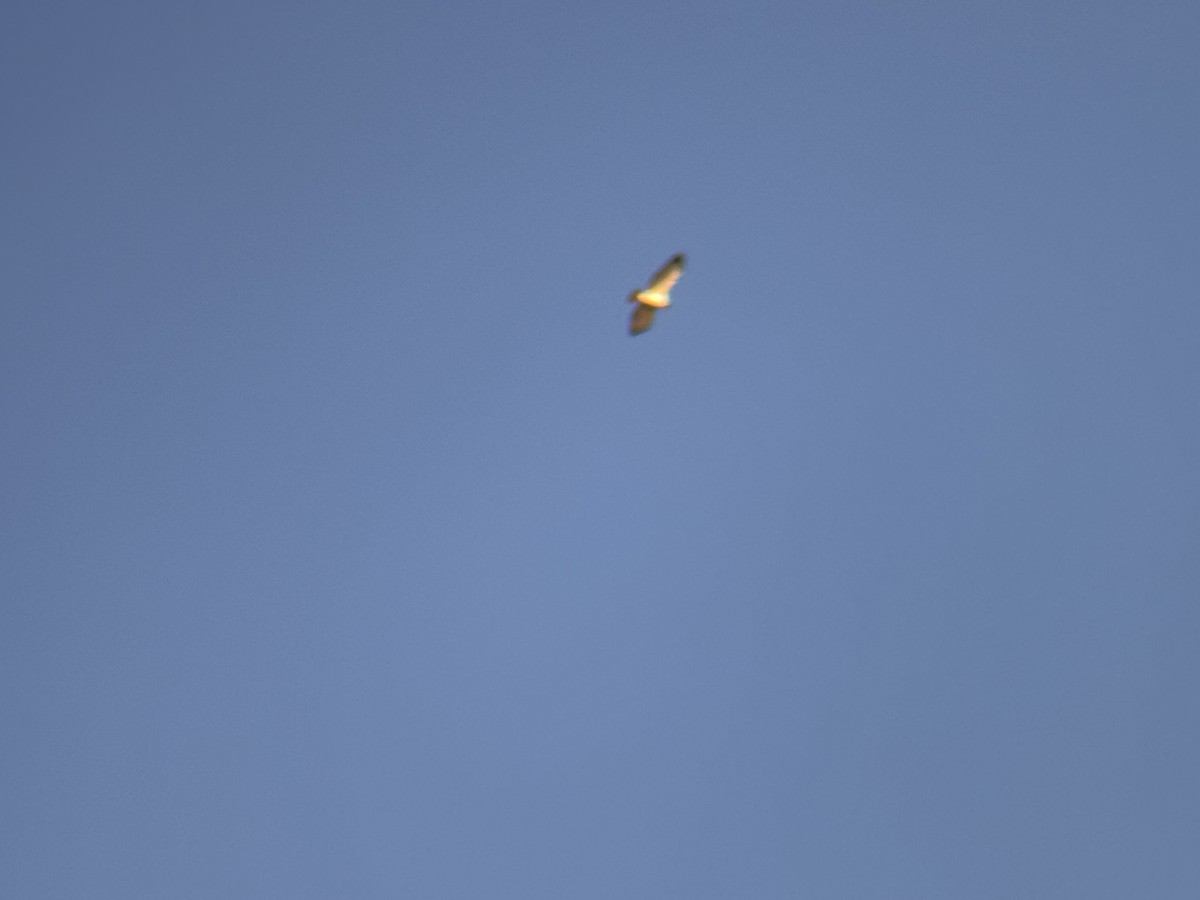 Short-tailed Hawk - ML646552402