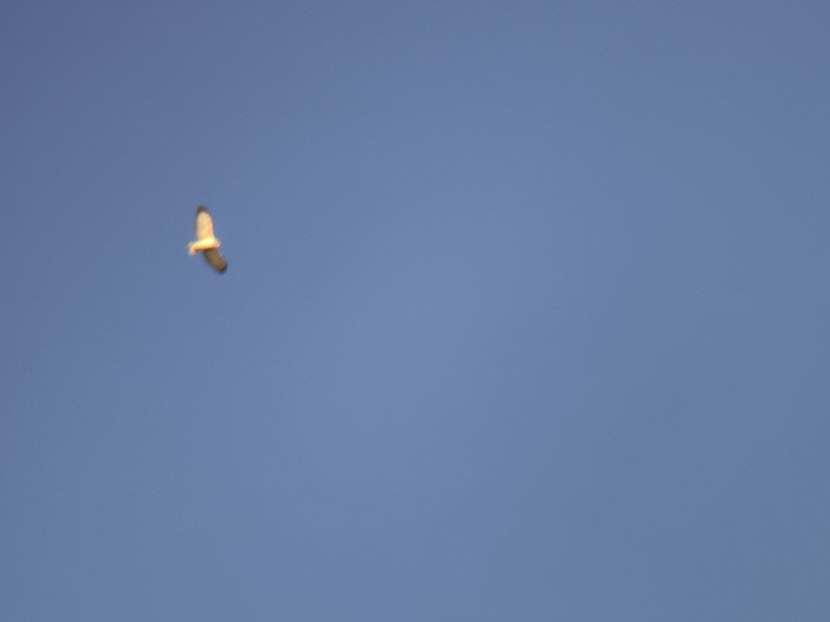 Short-tailed Hawk - ML646552403