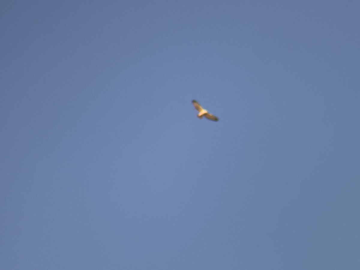 Short-tailed Hawk - ML646552404