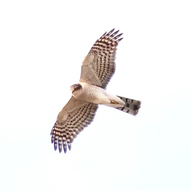 Eurasian Sparrowhawk - ML646552405