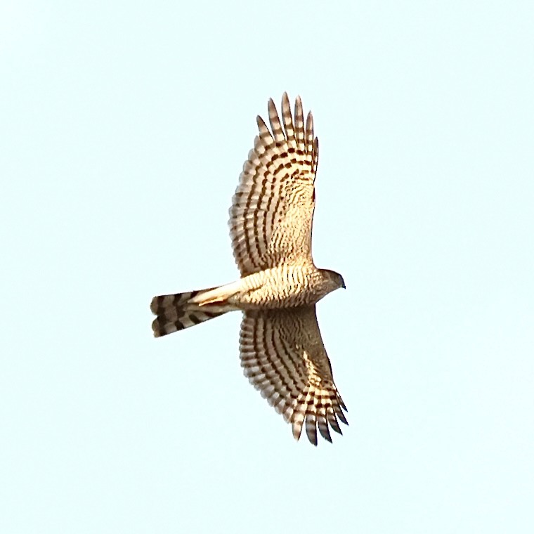Eurasian Sparrowhawk - ML646552406