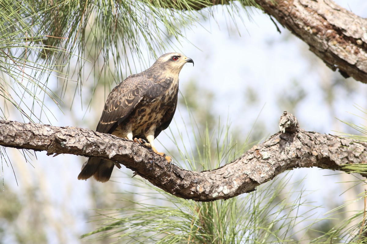 Snail Kite - ML646552408