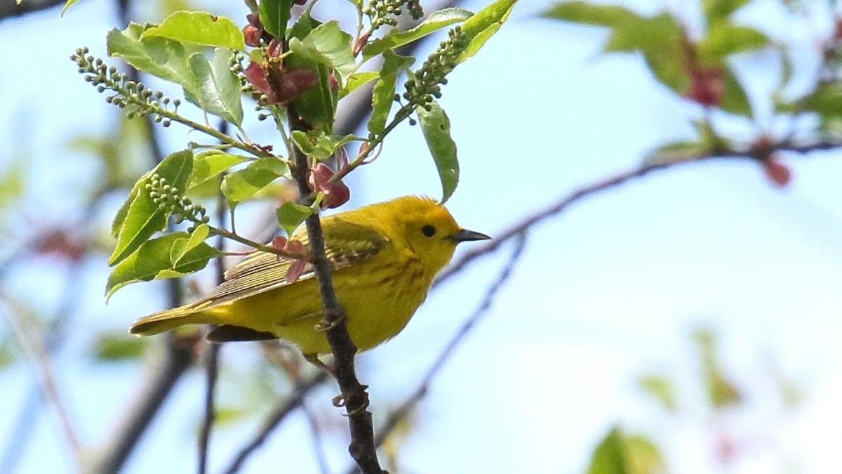 Northern Yellow Warbler - ML646552409
