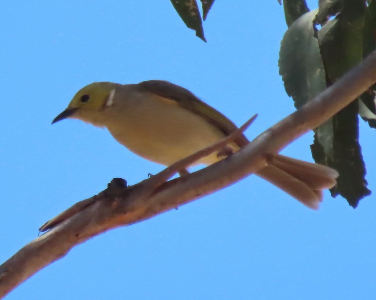 Ak Yakalı Balkuşu - ML646552410