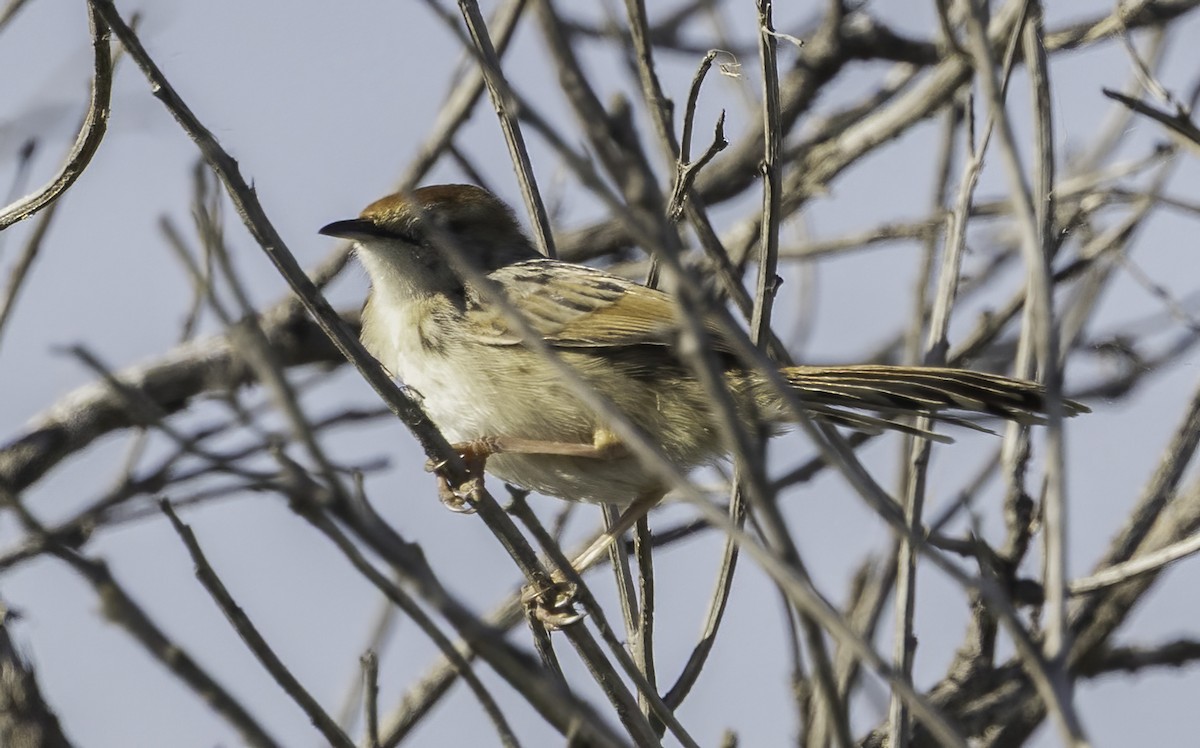 Levaillant's Cisticola - ML646552411