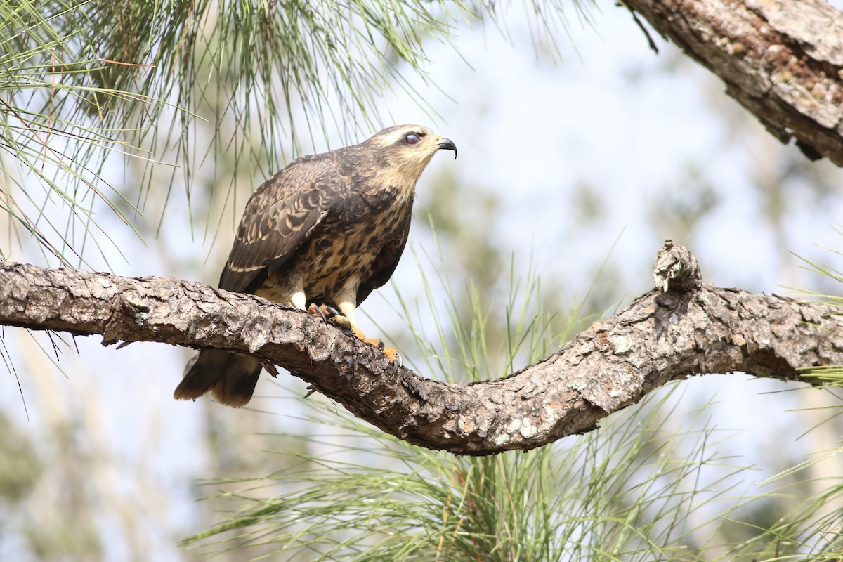 Snail Kite - ML646552412