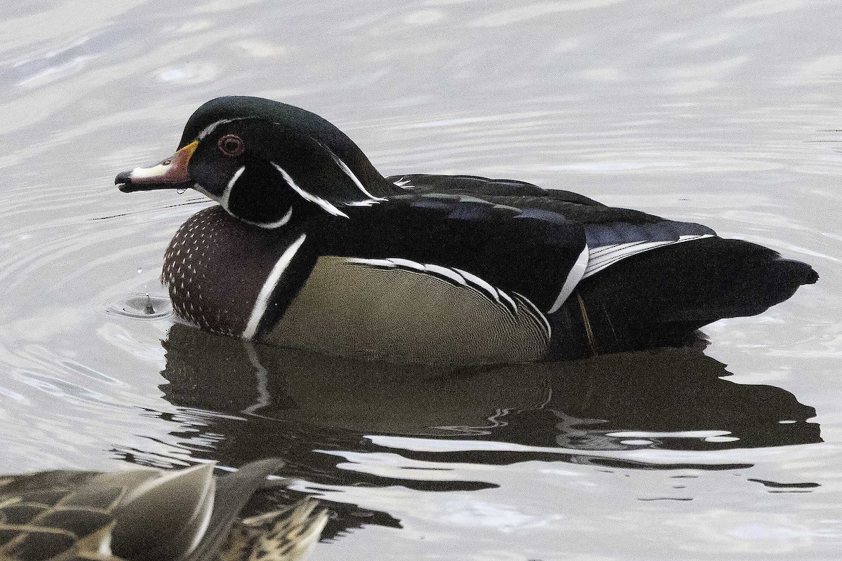 Wood Duck - ML646552413