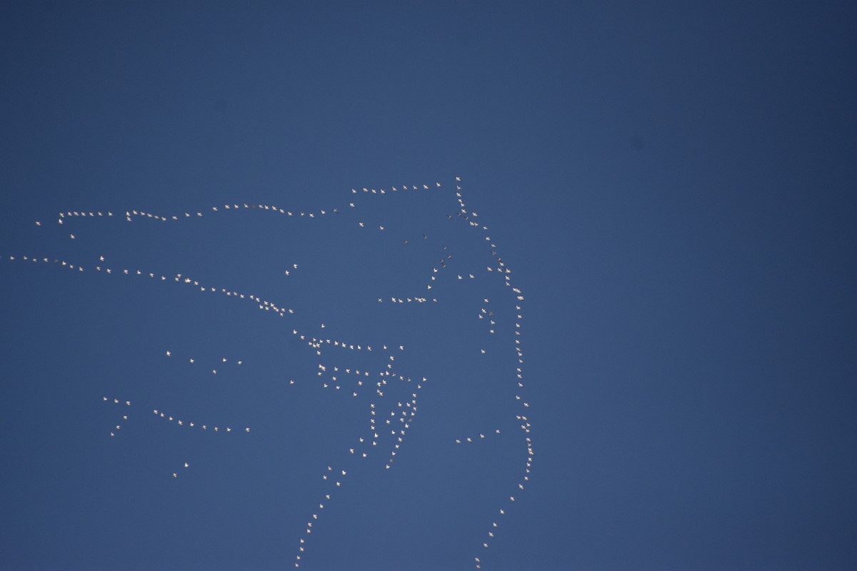 אווז שלג - ML646552415