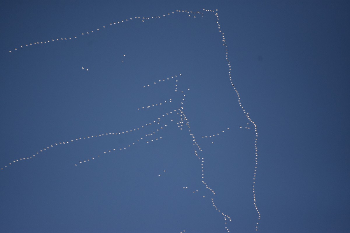 אווז שלג - ML646552416