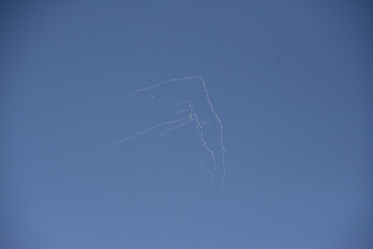 אווז שלג - ML646552417