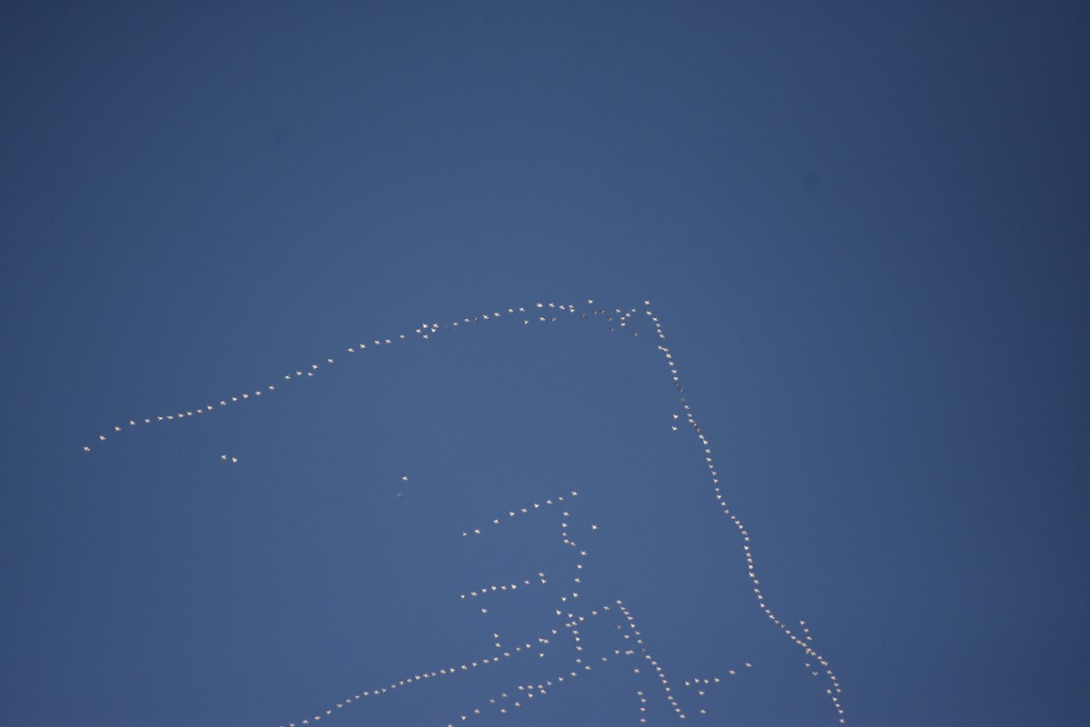 אווז שלג - ML646552418