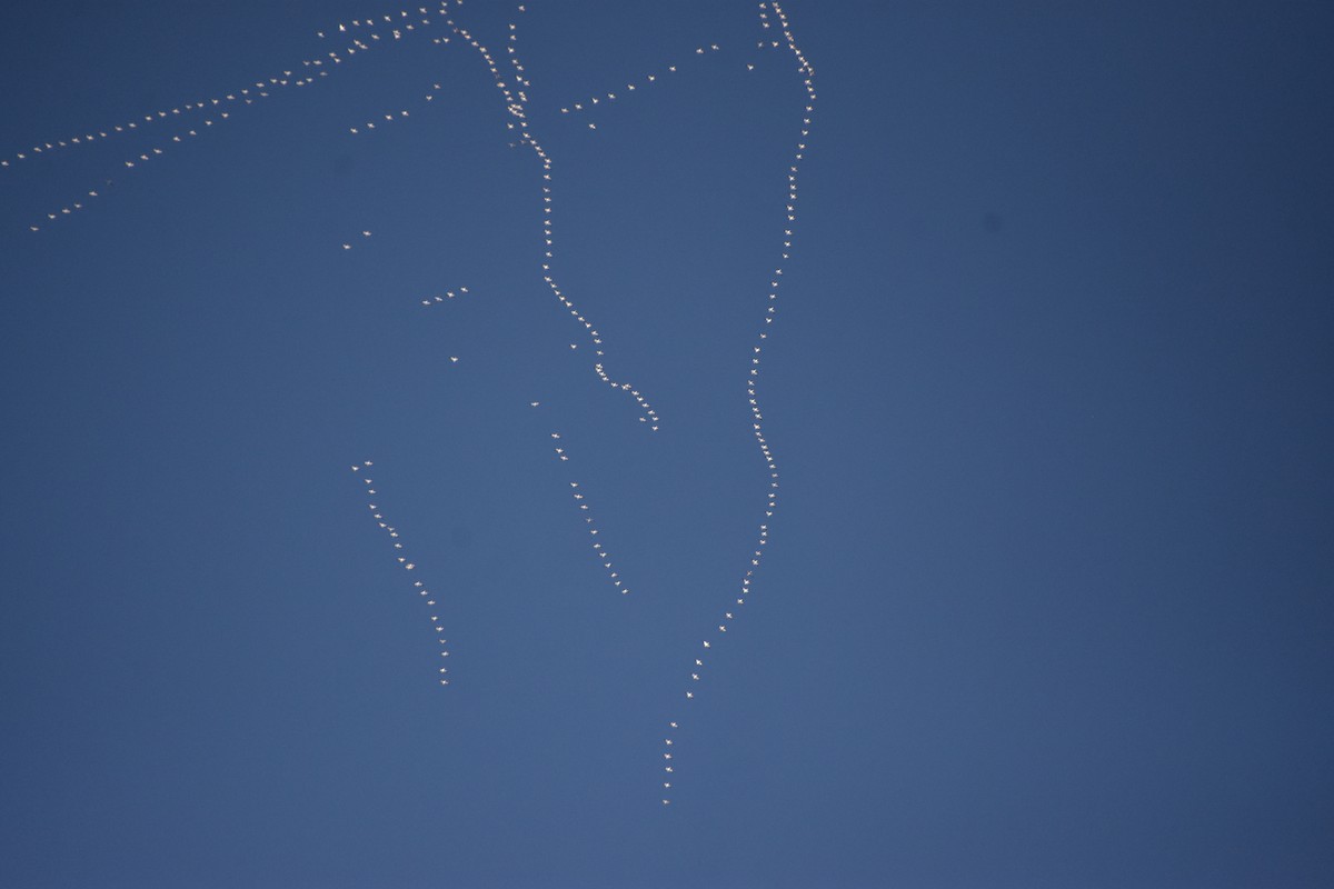 אווז שלג - ML646552419