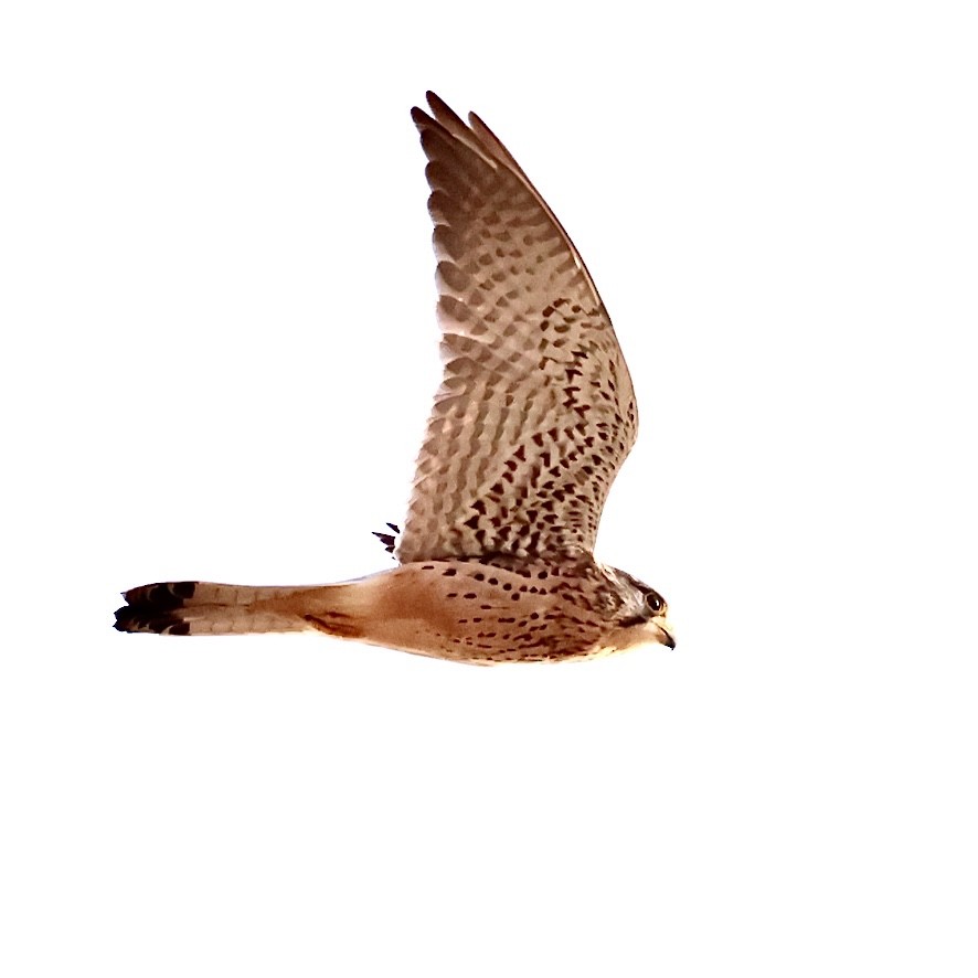 Eurasian Kestrel - ML646552420