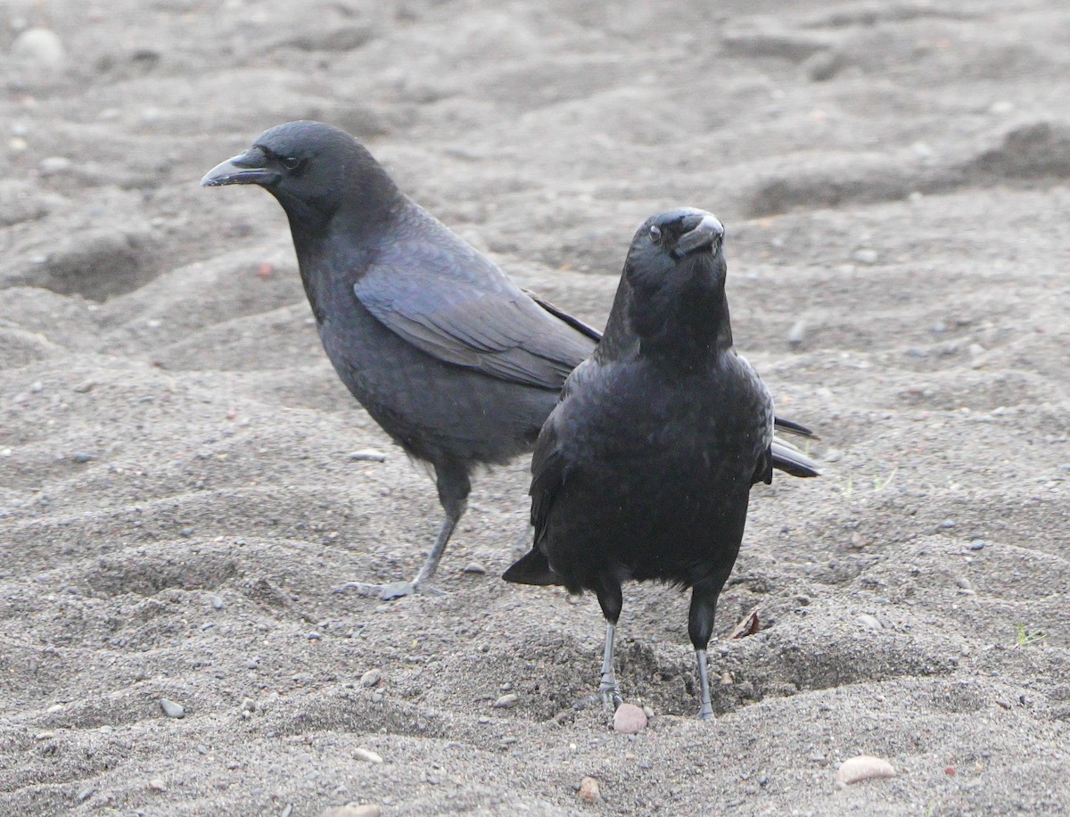 American Crow - ML646552421