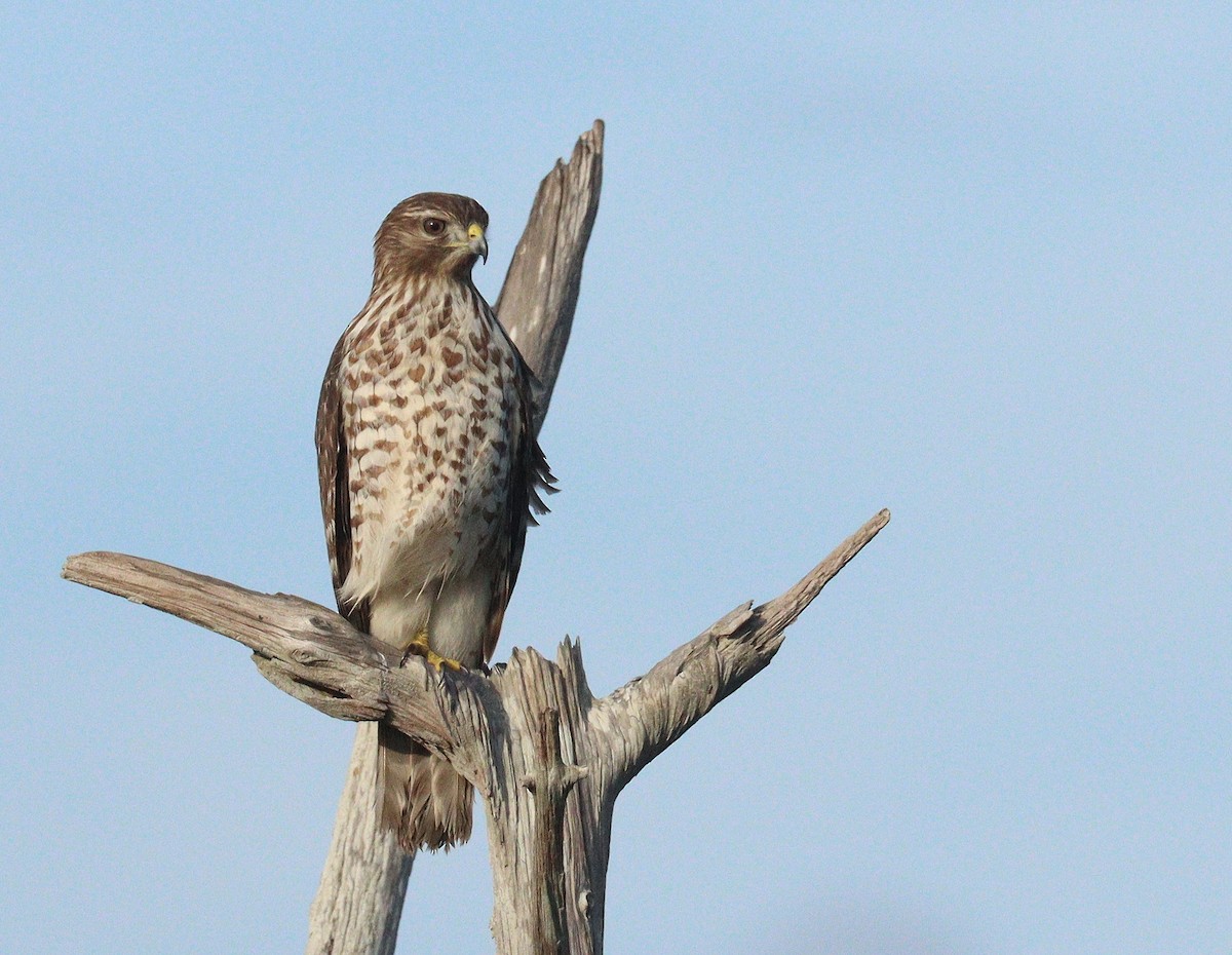 Red-shouldered Hawk - ML646552422