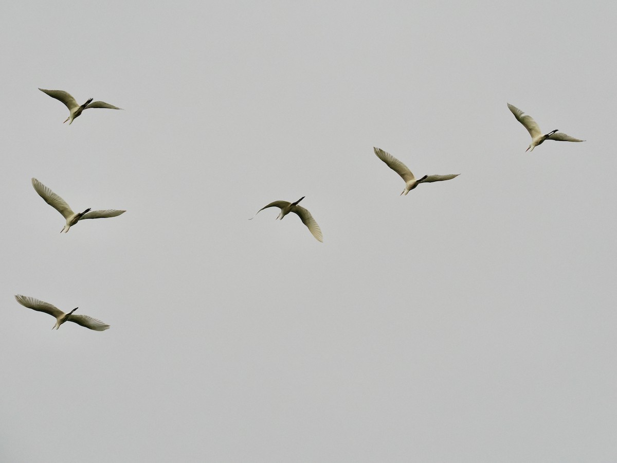 Garceta Grande - ML646552424