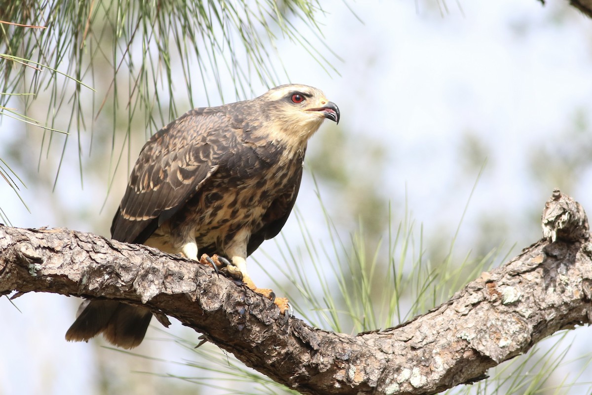Snail Kite - ML646552425