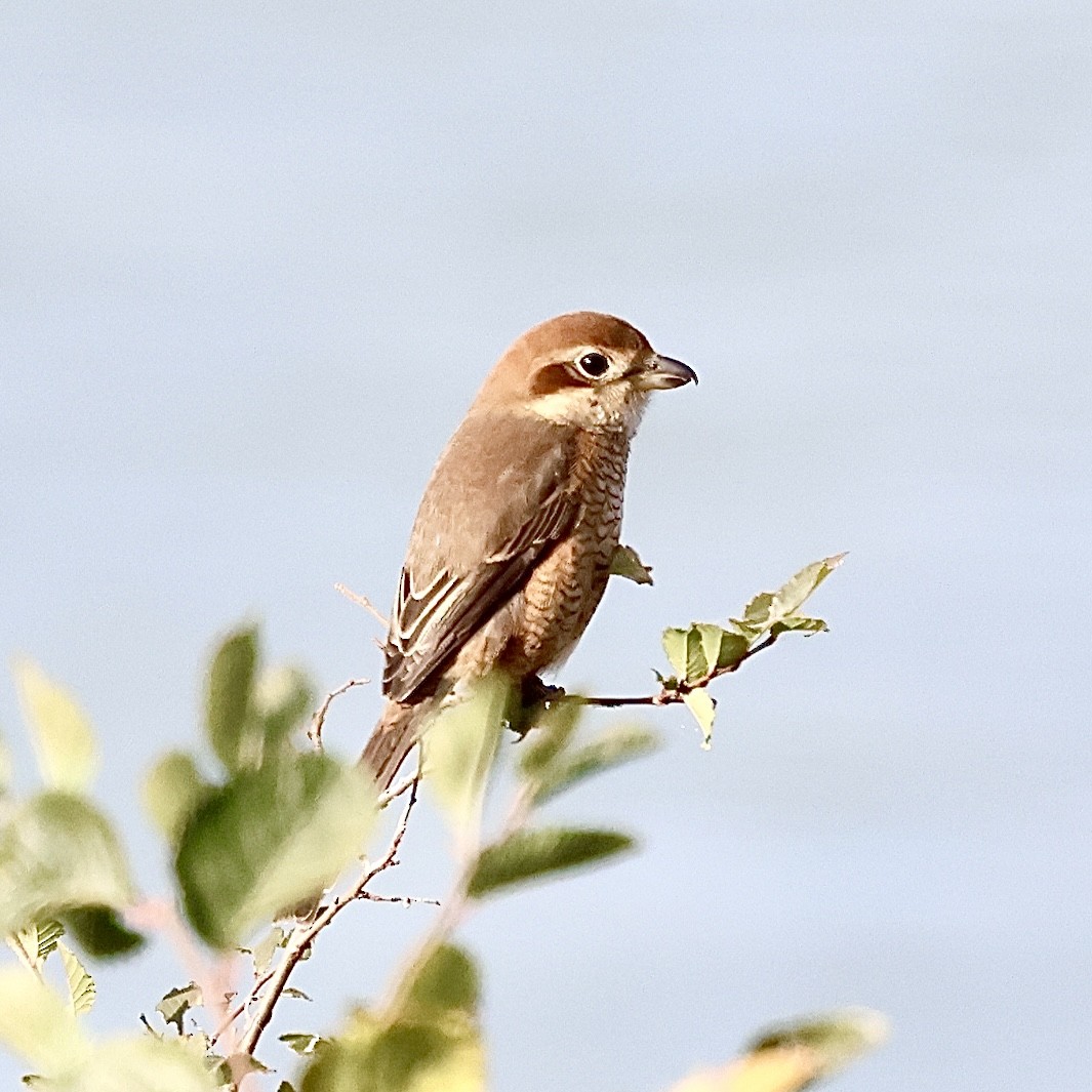 Bull-headed Shrike - ML646552427