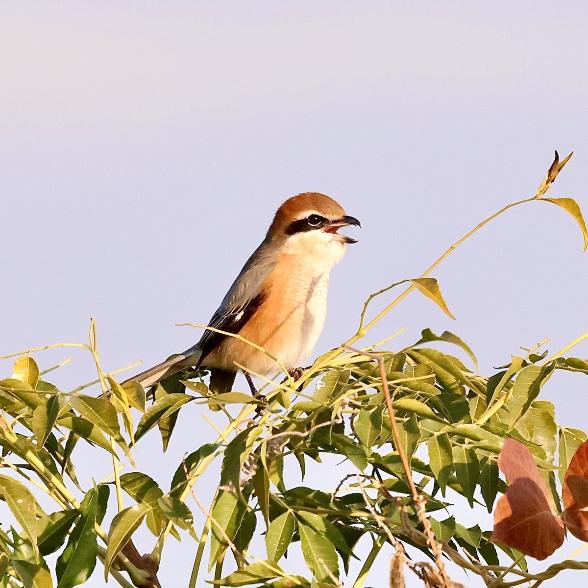 Bull-headed Shrike - ML646552428