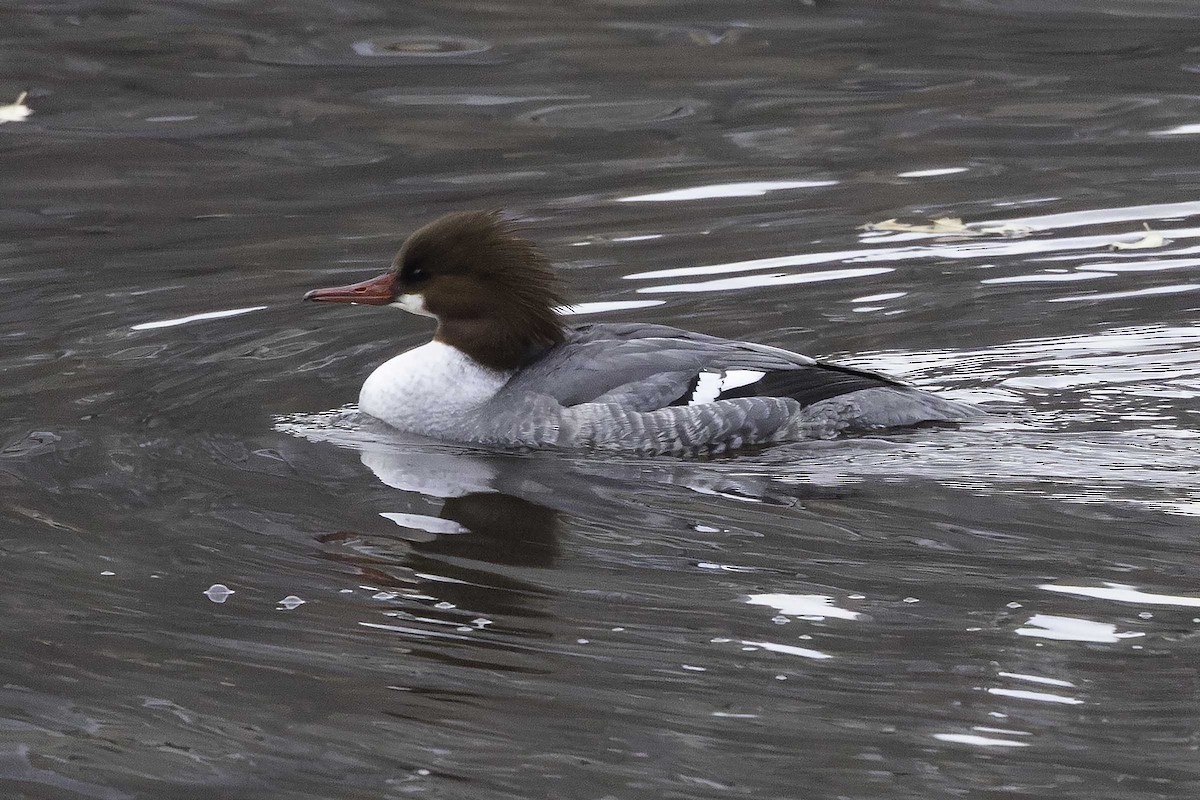 Common Merganser - ML646552432