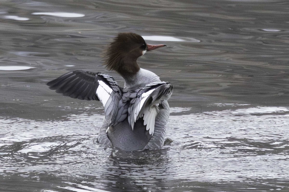 Common Merganser - ML646552433