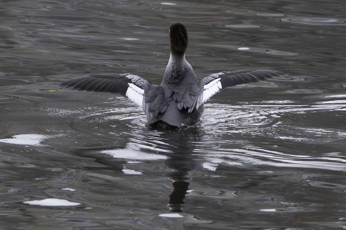 Common Merganser - ML646552434