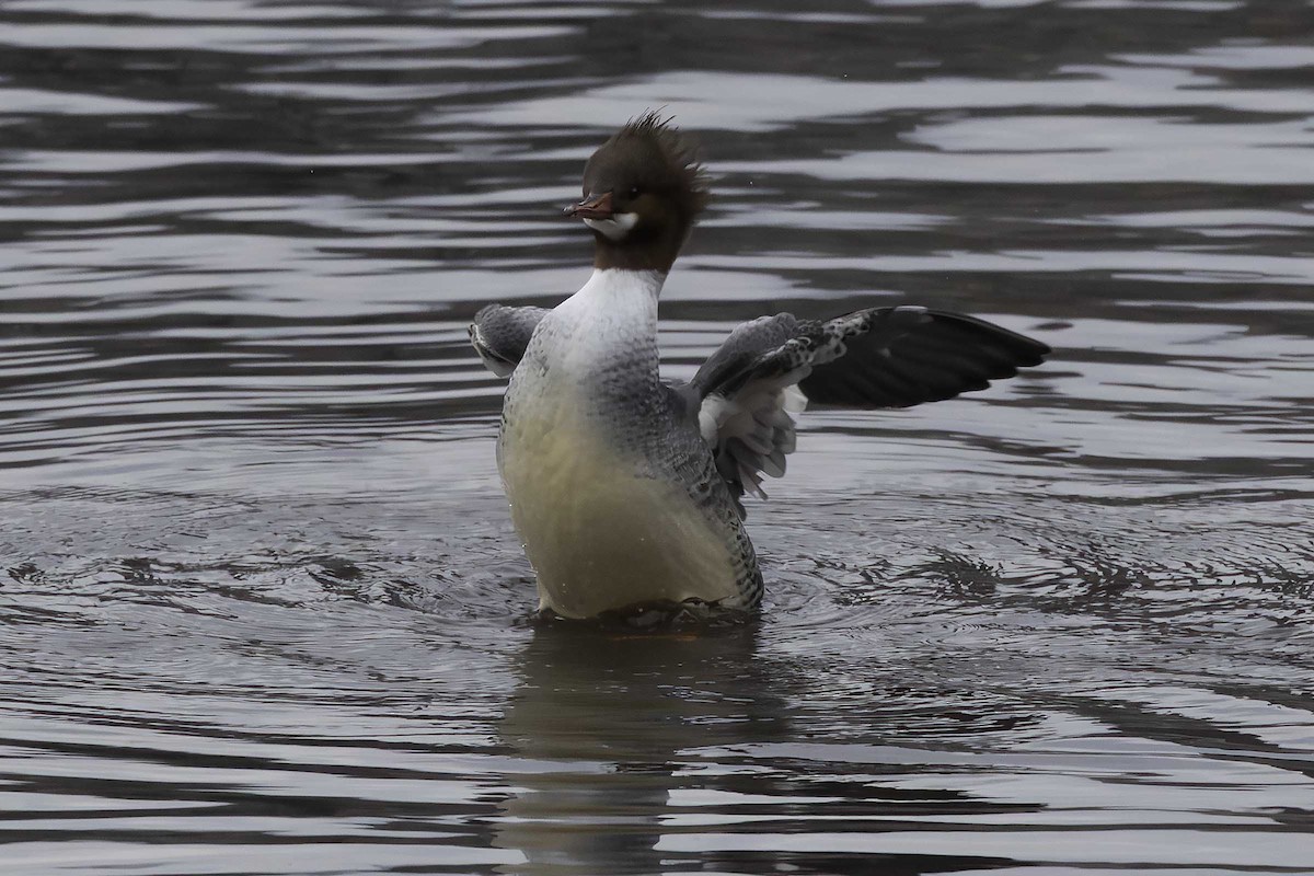 Common Merganser - ML646552435