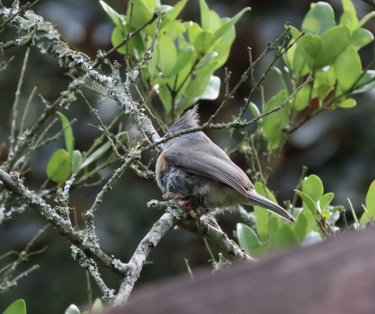 Tufted Titmouse - ML646552437