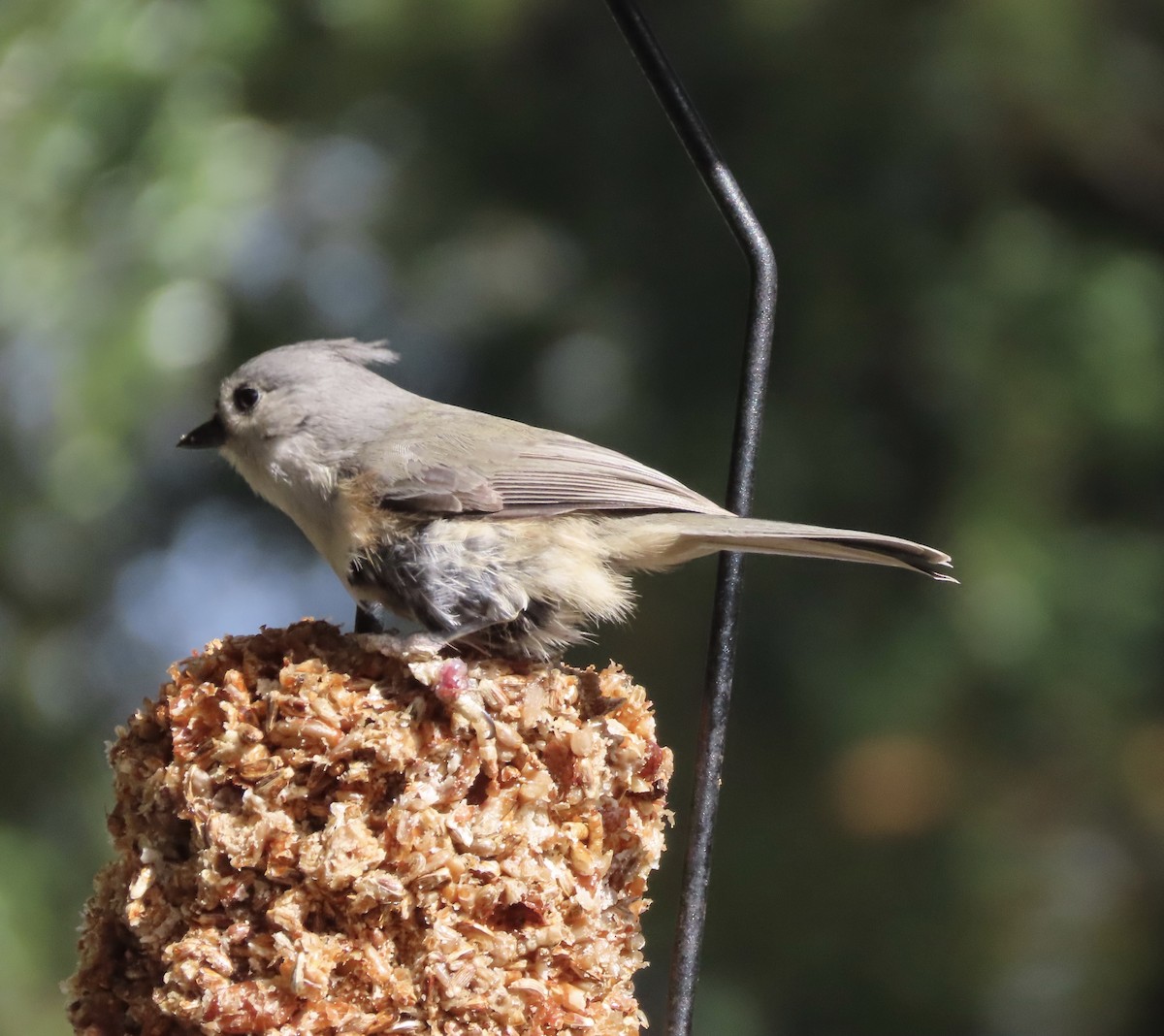 Tufted Titmouse - ML646552438