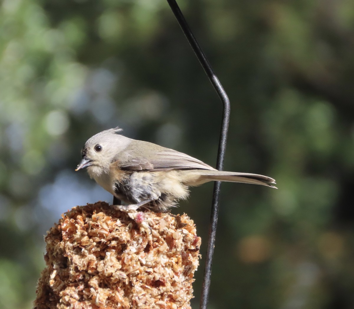 Tufted Titmouse - ML646552439
