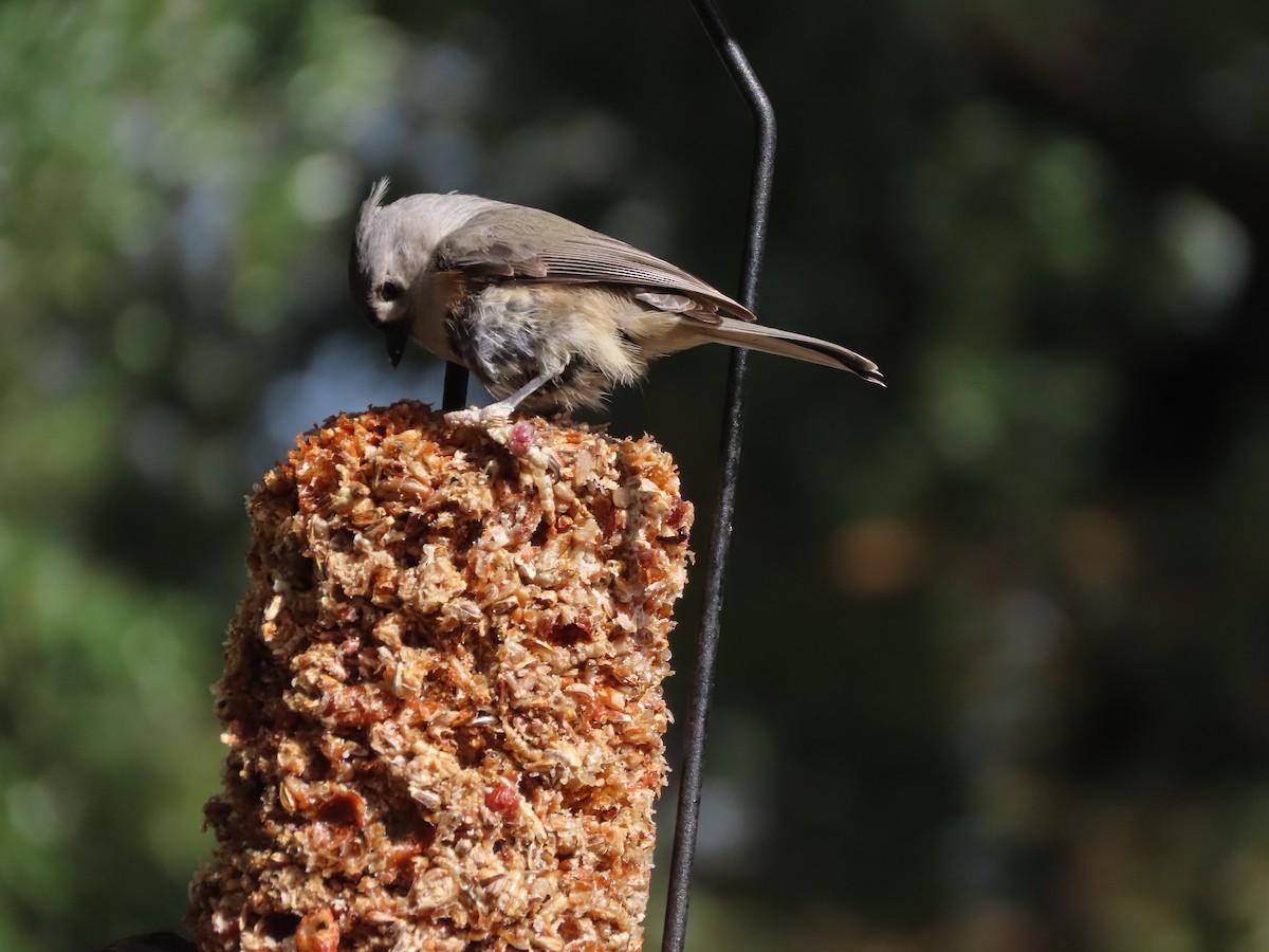 Tufted Titmouse - ML646552440