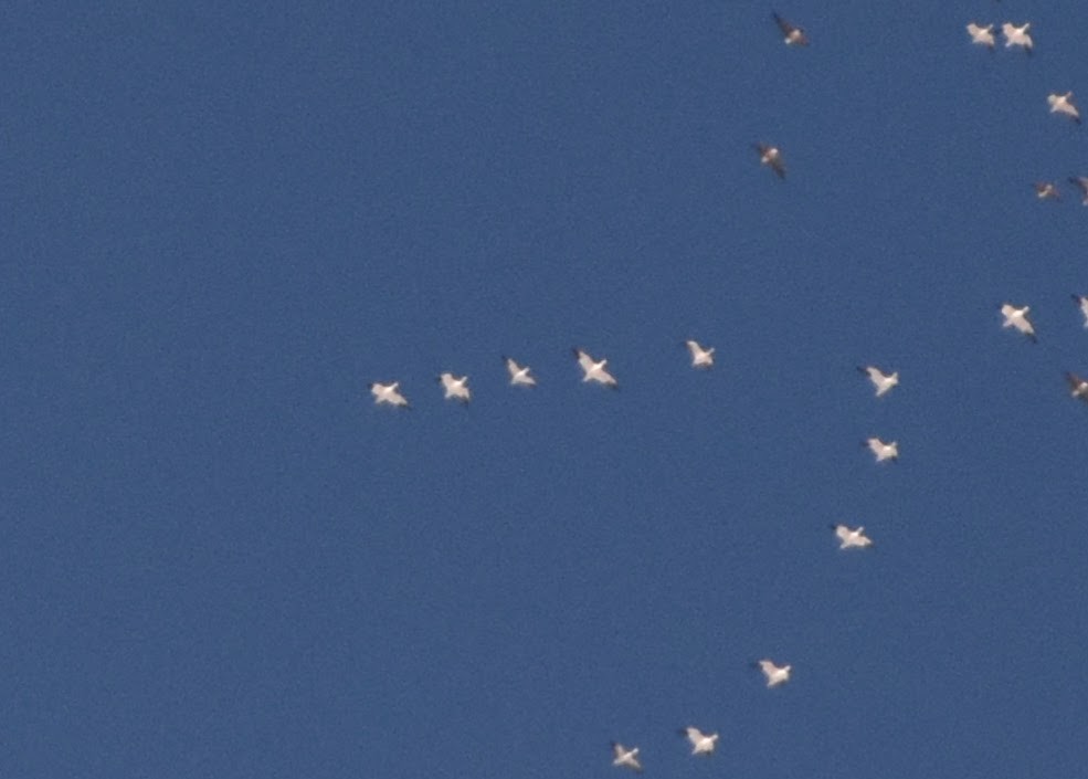 Oie de Ross - ML646552441